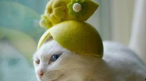 五一爆料吃瓜柚子猫,柚子猫带你吃瓜探秘娱乐圈风云