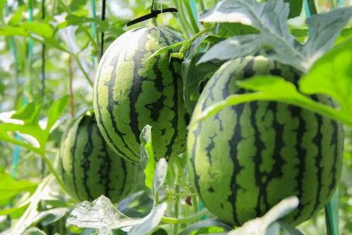 无人区吃瓜爆料免费